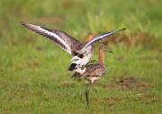 Uferschnepfe - Black-tailed Godwit  (Limosa limosa)